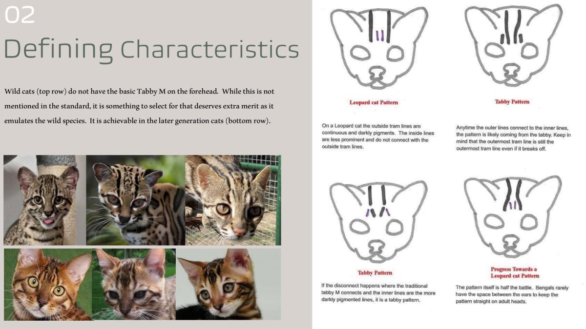 Defining Characteristics Bengalheritage Cats Bengal Cats